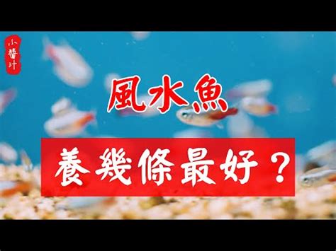 黑牡丹金魚風水|黑金魚風水：招財必看